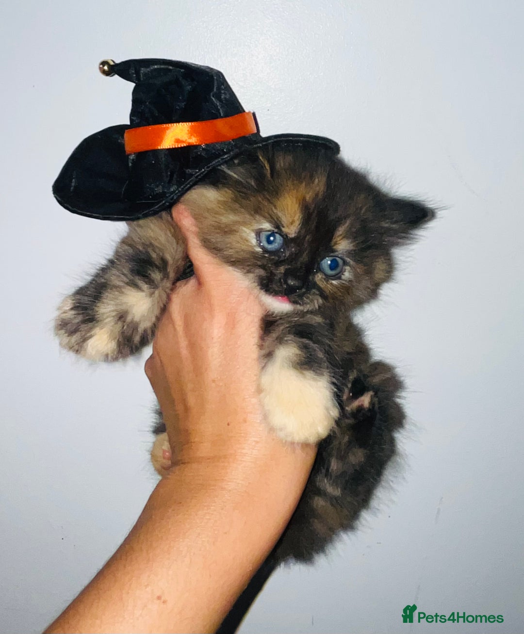 British Shorthair cats for sale: British shorthair X ragdoll  - Image 25