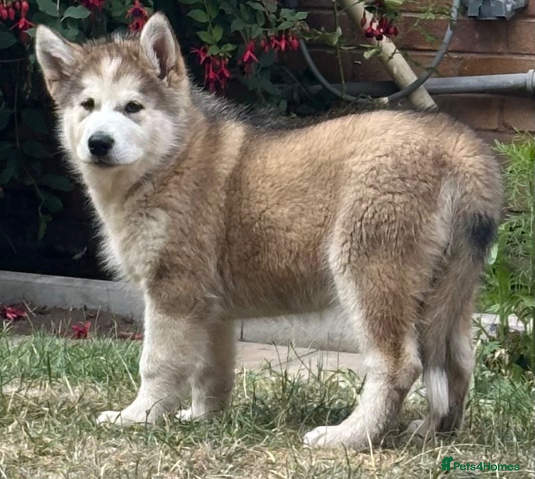 Alaskan Malamute dogs Pure beautiful Alaskan Malamute pups - Advert 2