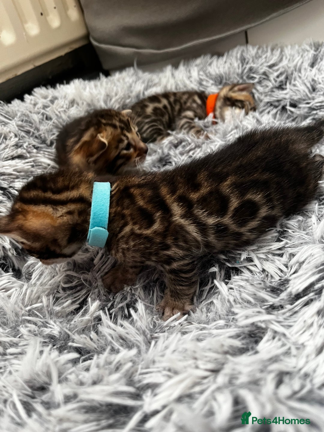 Bengal cats for sale: Beautiful bengal kittens for sale, 2boys available - Advert 10