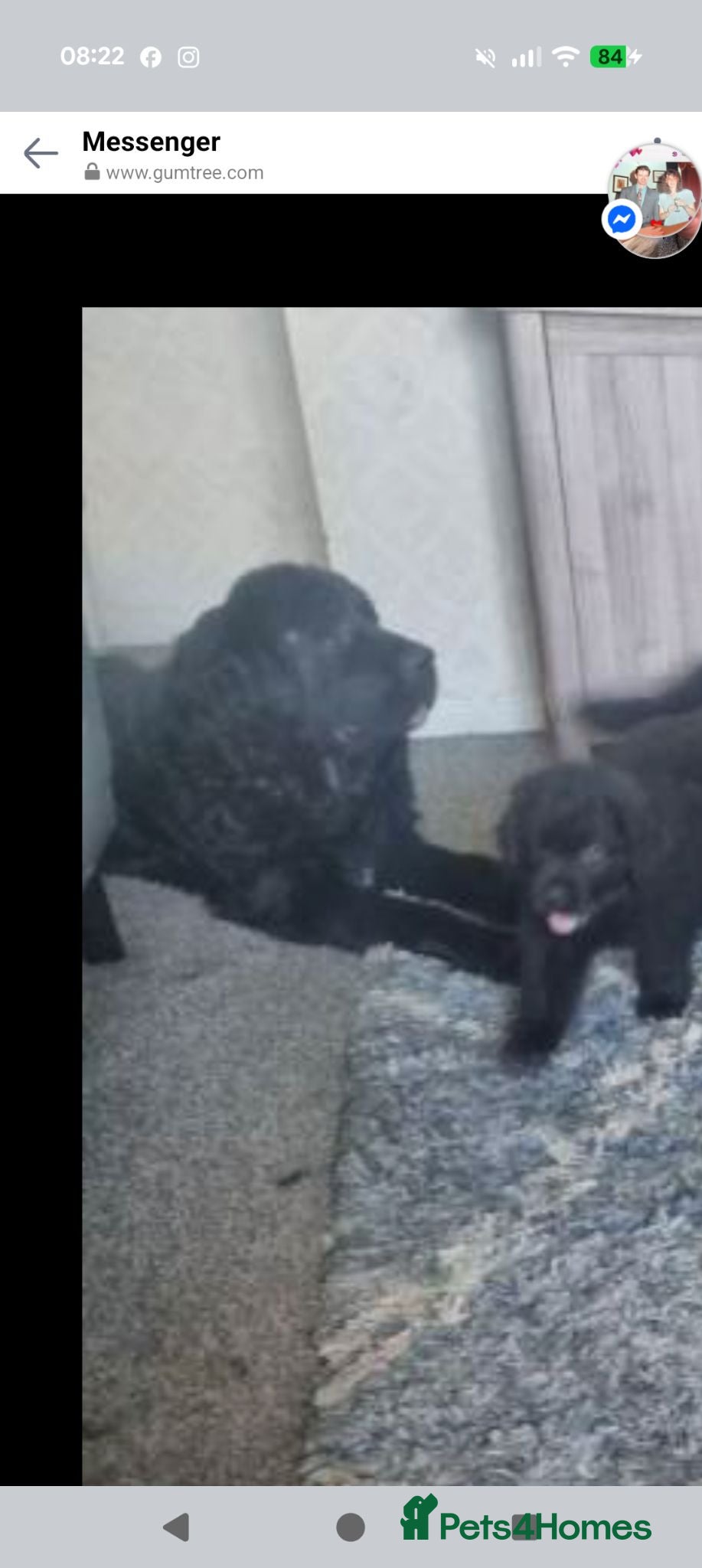 Newfoundland dogs 9 weeks old Newfoundland puppy  - Advert 3