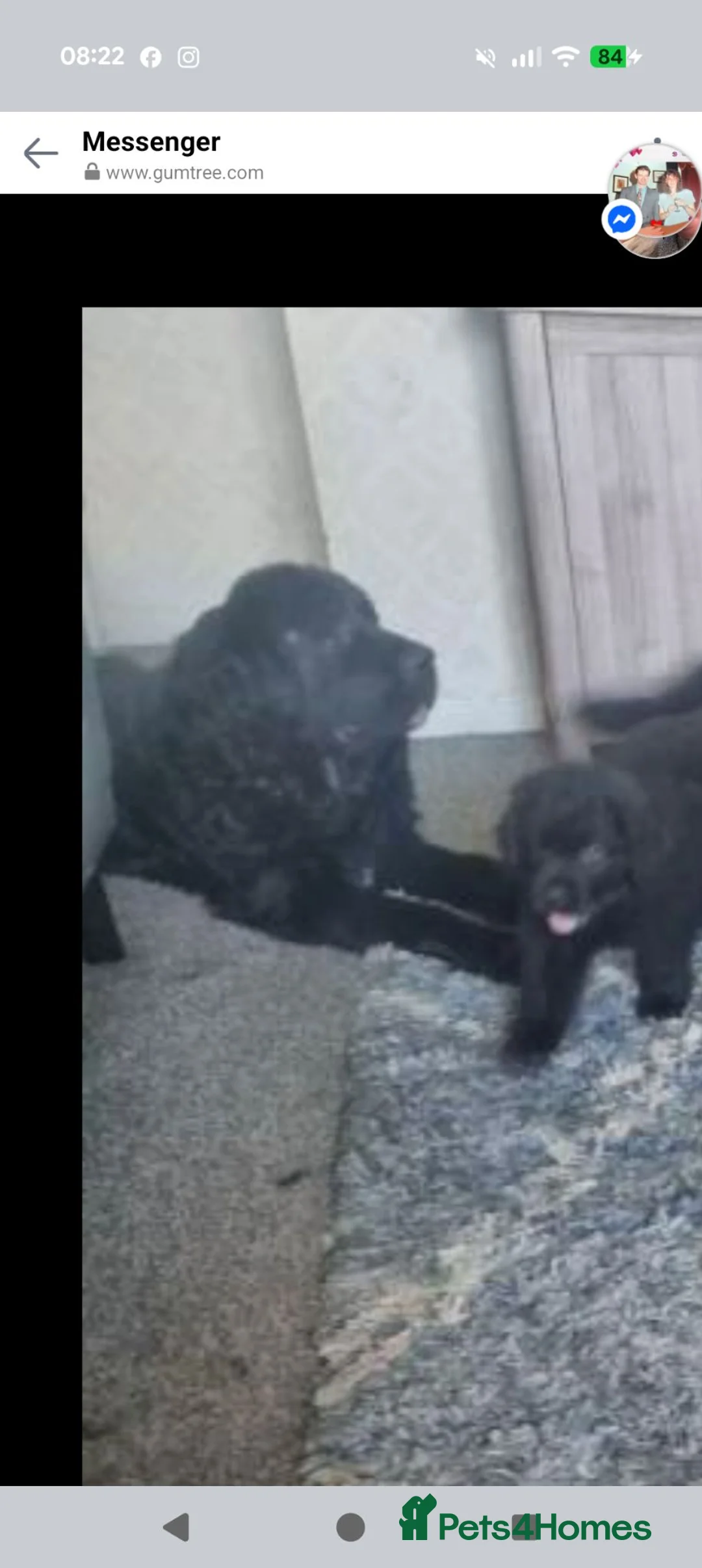 Newfoundland dogs for sale: 9 weeks old Newfoundland puppy  - Advert 1