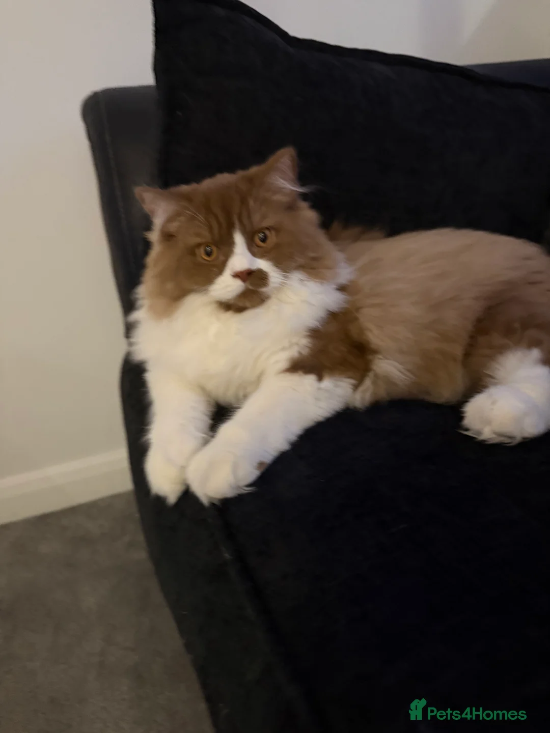 British Longhair cats for stud: British longhair GCCF registered male for stud - Advert 7