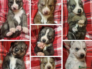 Siberian Husky dogs Beautiful full breed siberian husky Puppies ❤️ - Advert 4