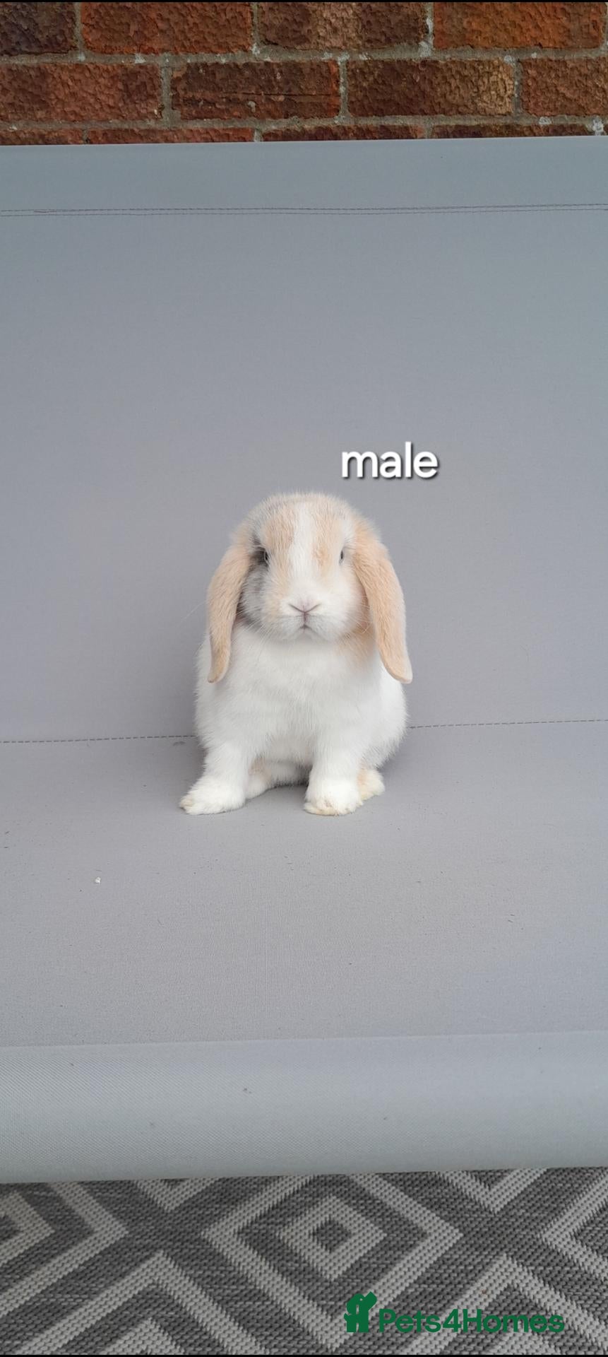 Mini Lop rabbits Gorgeous mini lop rabbits ready now  - Advert 1