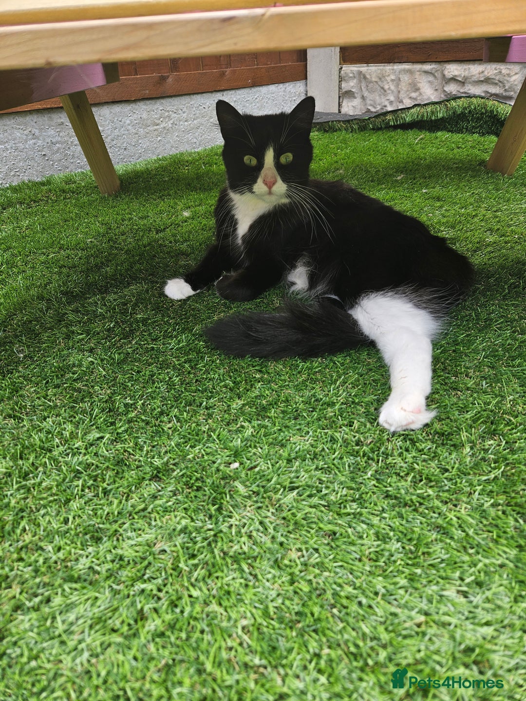 British Shorthair cats for sale: 3 black kittens - Image 4