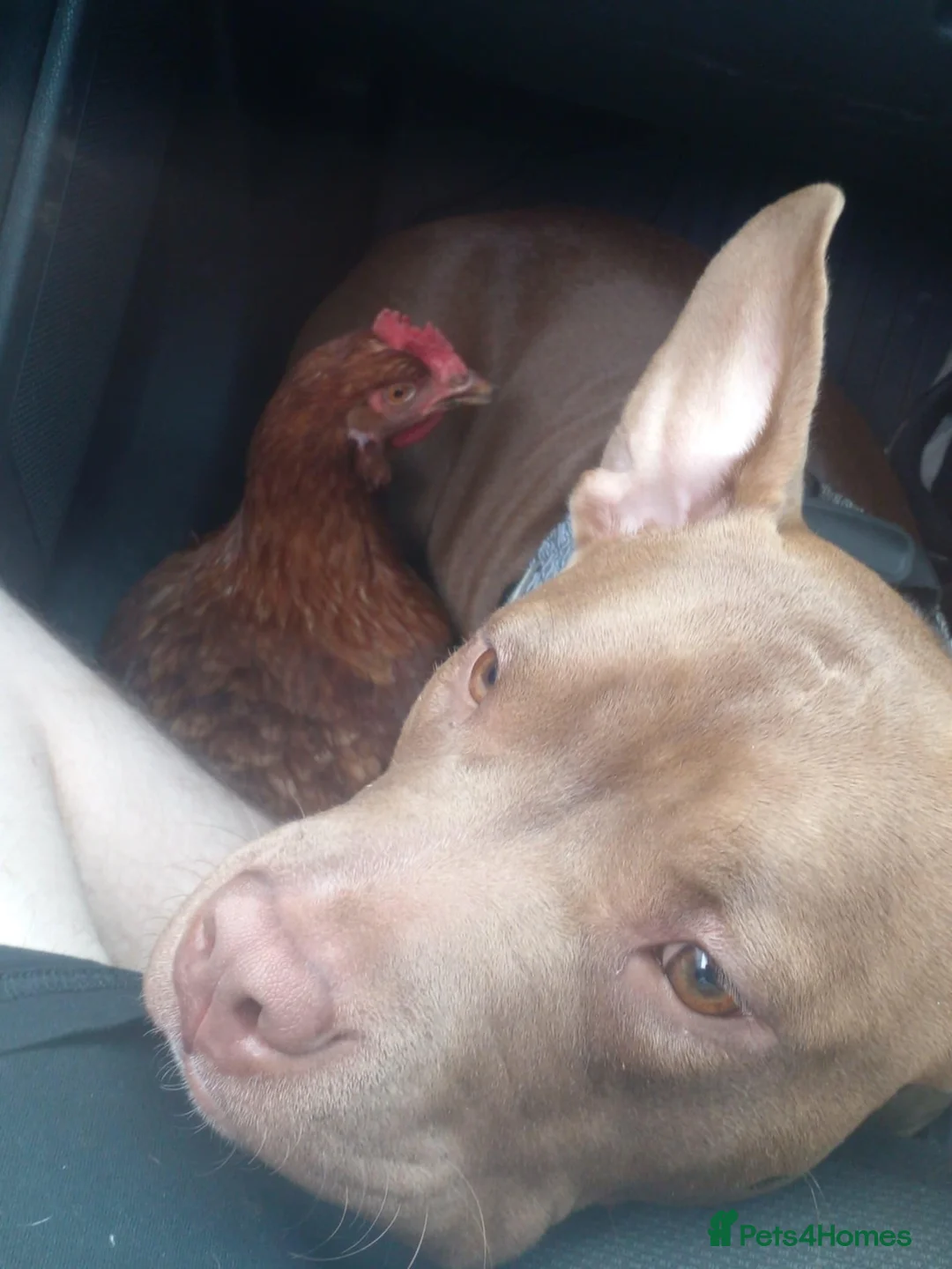 American Bully dogs for sale: Abkc pocket bully bitch  - Advert 4