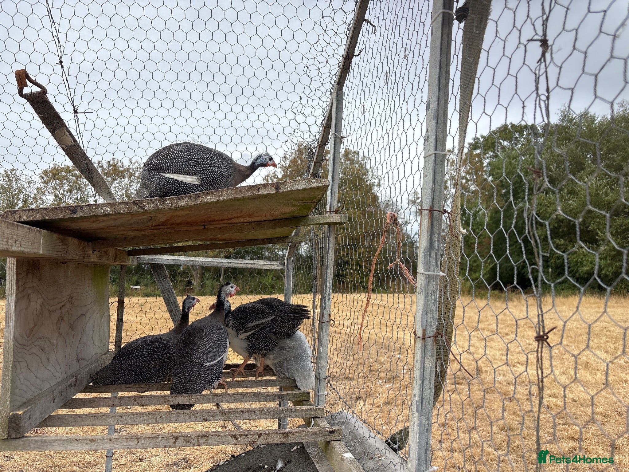 Guinea Fowl poultry Guinea fowl - Advert 1
