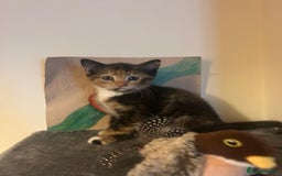 Mixed Breed cats for sale: Cute baby kittens - Advert 5