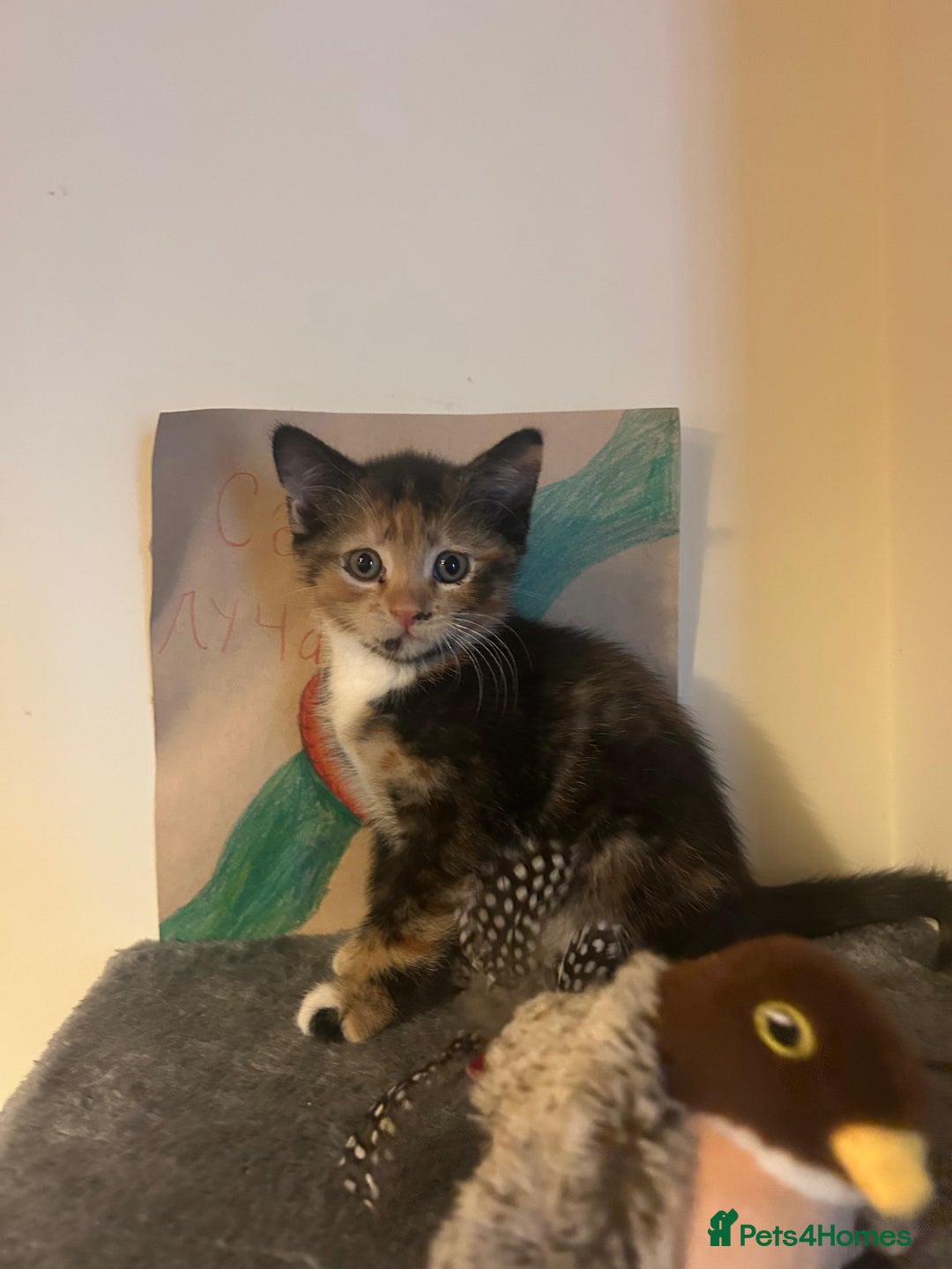 Mixed Breed cats for sale: Cute baby kittens - Advert 5