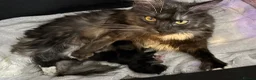Maine Coon cats for sale: Polydactyl Maincoon cross  - Advert 21