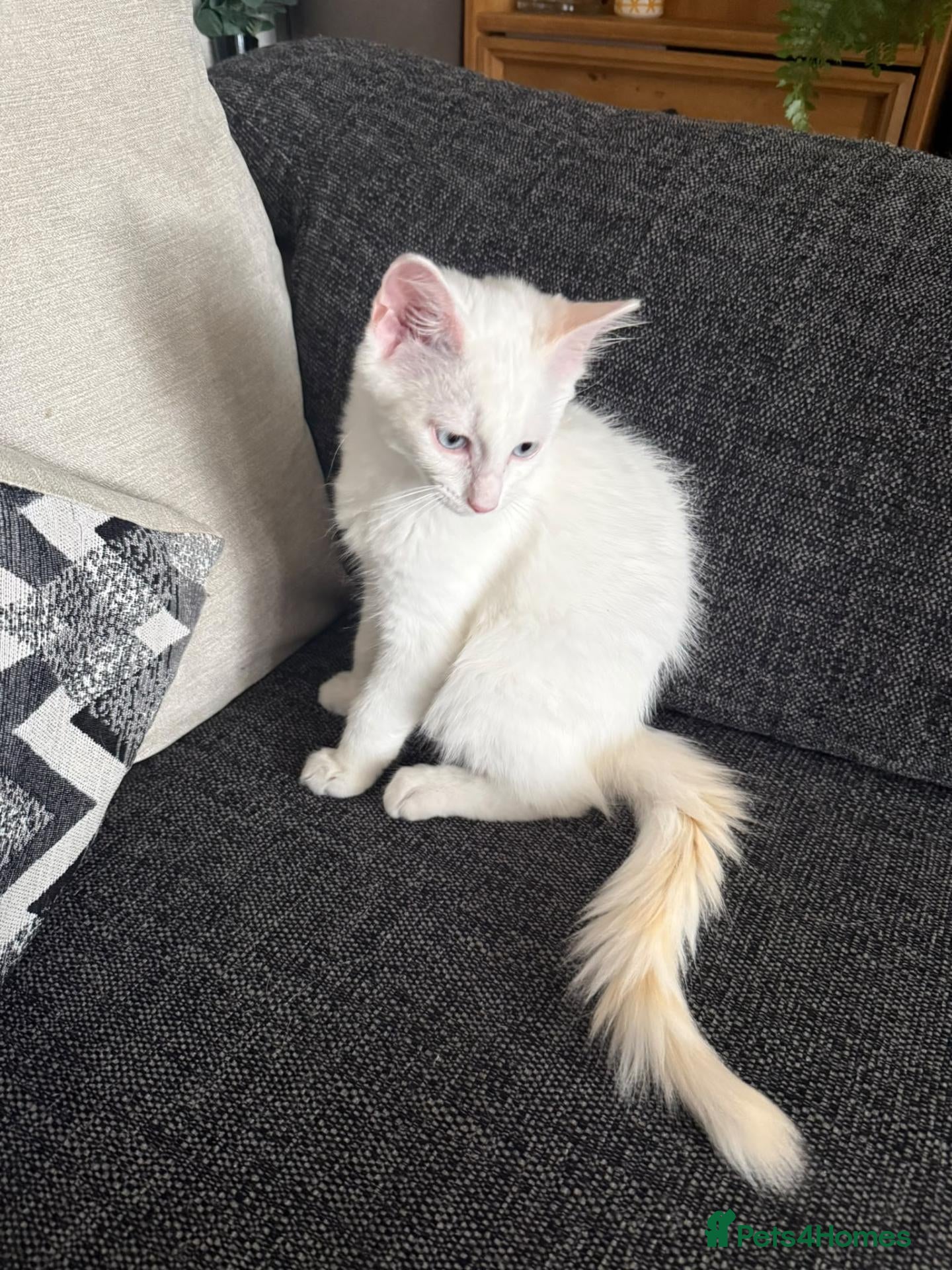 Turkish Angora cats Turkish Angora X Blue lynx bio Ragdoll kittens - Advert 2