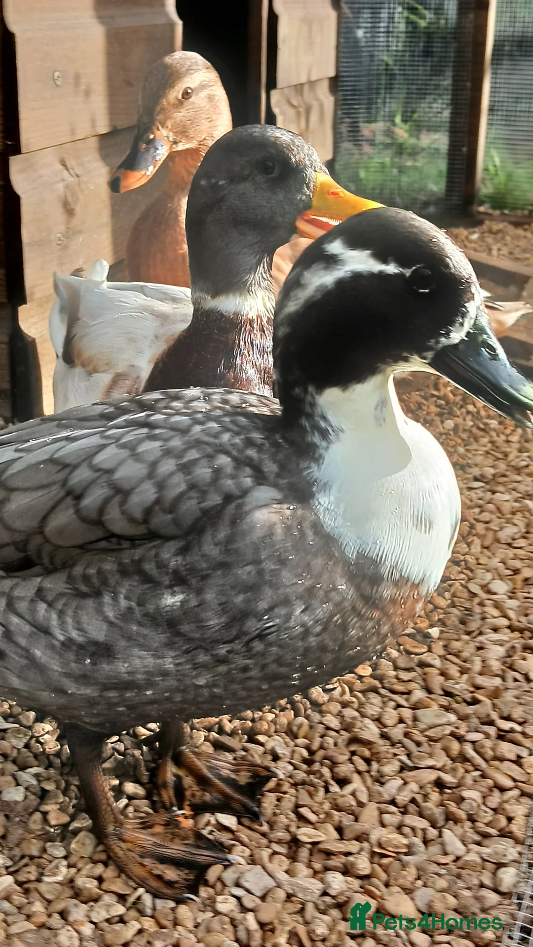 Ducks poultry for sale: WANTED call duck hatching egg - Advert 1