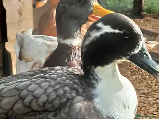 Ducks poultry WANTED call duck hatching egg - Advert 1