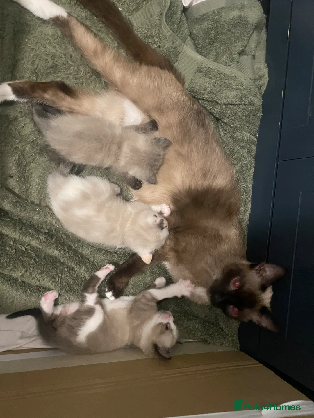 Siamese cats for sale: Beautiful Trio 🩷 - Advert 2