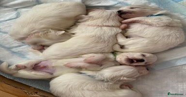 Maltese dogs - Advert 12