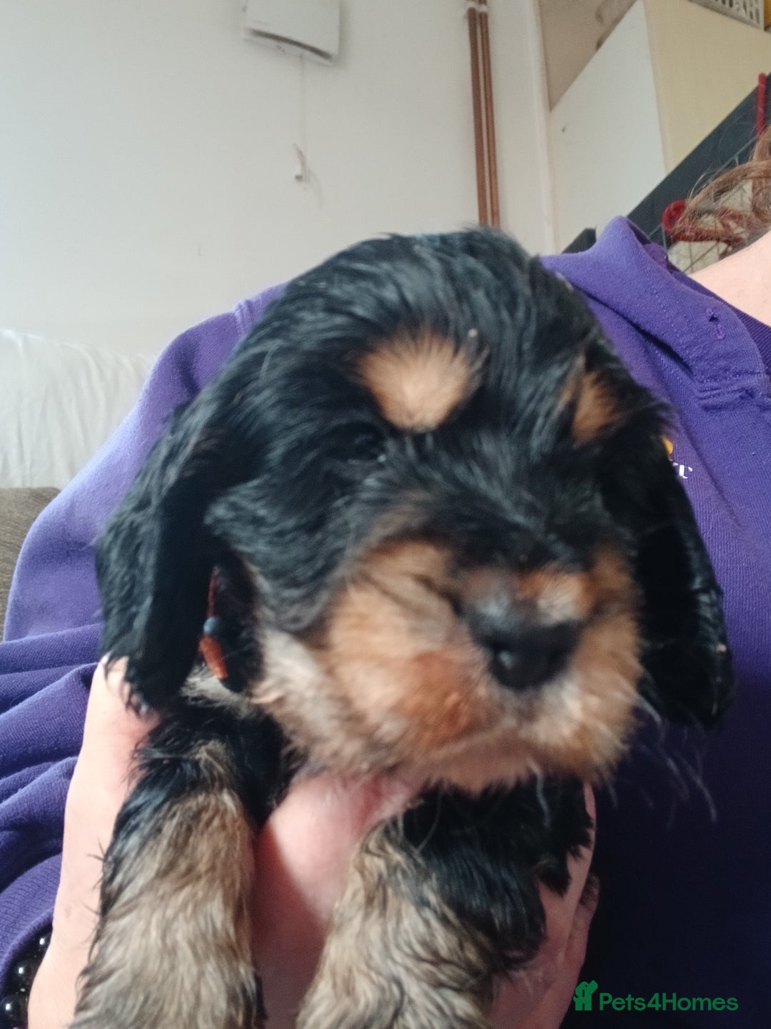 Cocker Spaniel dogs for sale: 1 male 1 Female Stunning KC Show Cocker Puppies - Advert 7