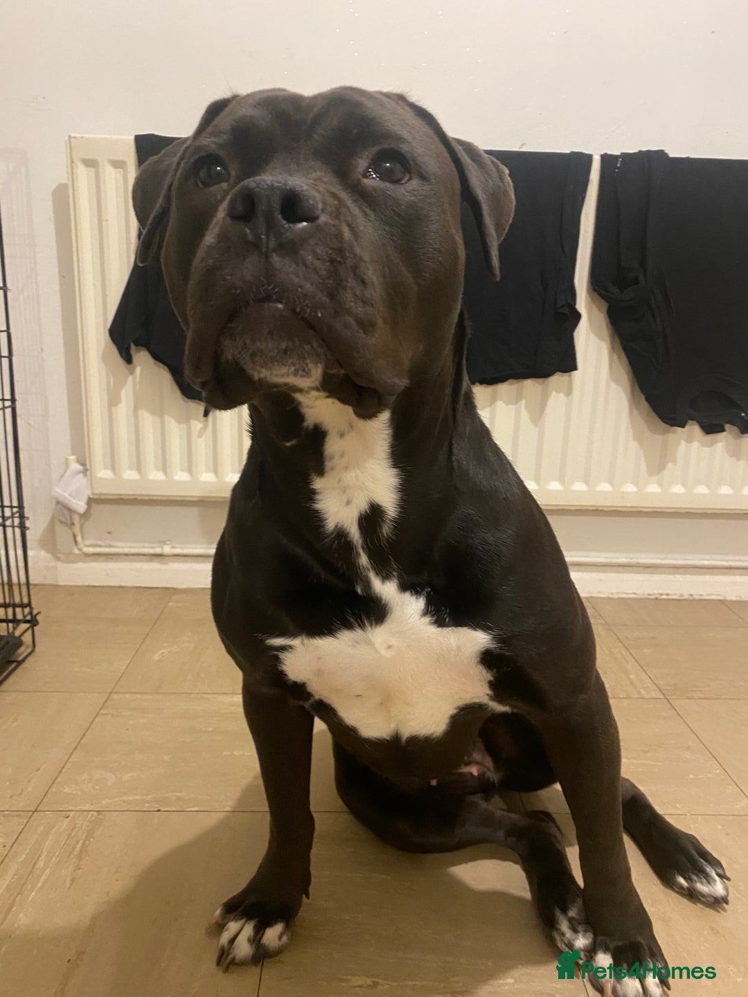 Mixed Breed dogs for sale: Roxy (mastiff x Rottweiler) - Advert 5