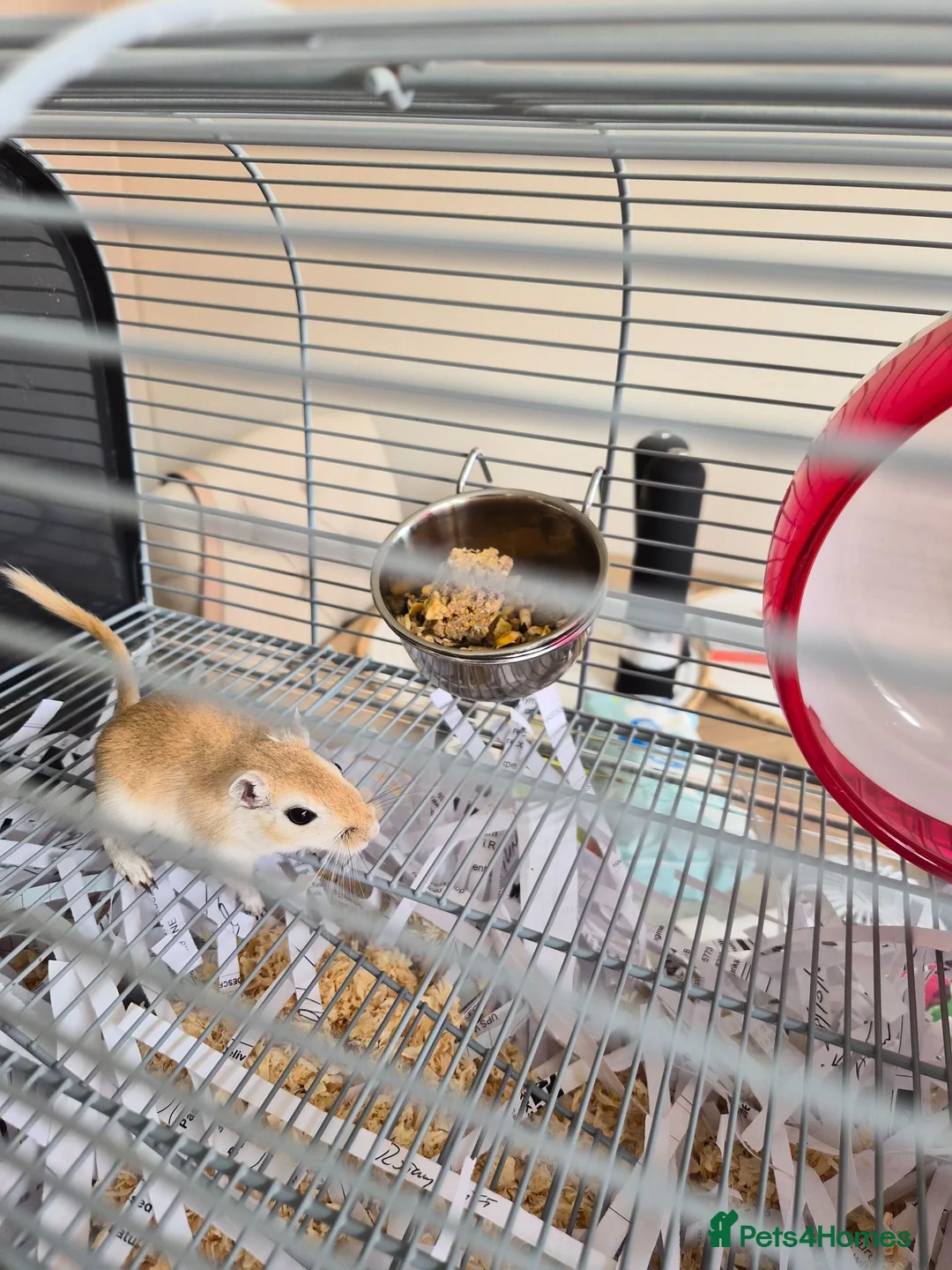 Gerbil rodents for sale: 2 Male gerbils  in Colchester - Advert 1
