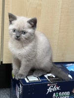 British Shorthair cats - Advert 6