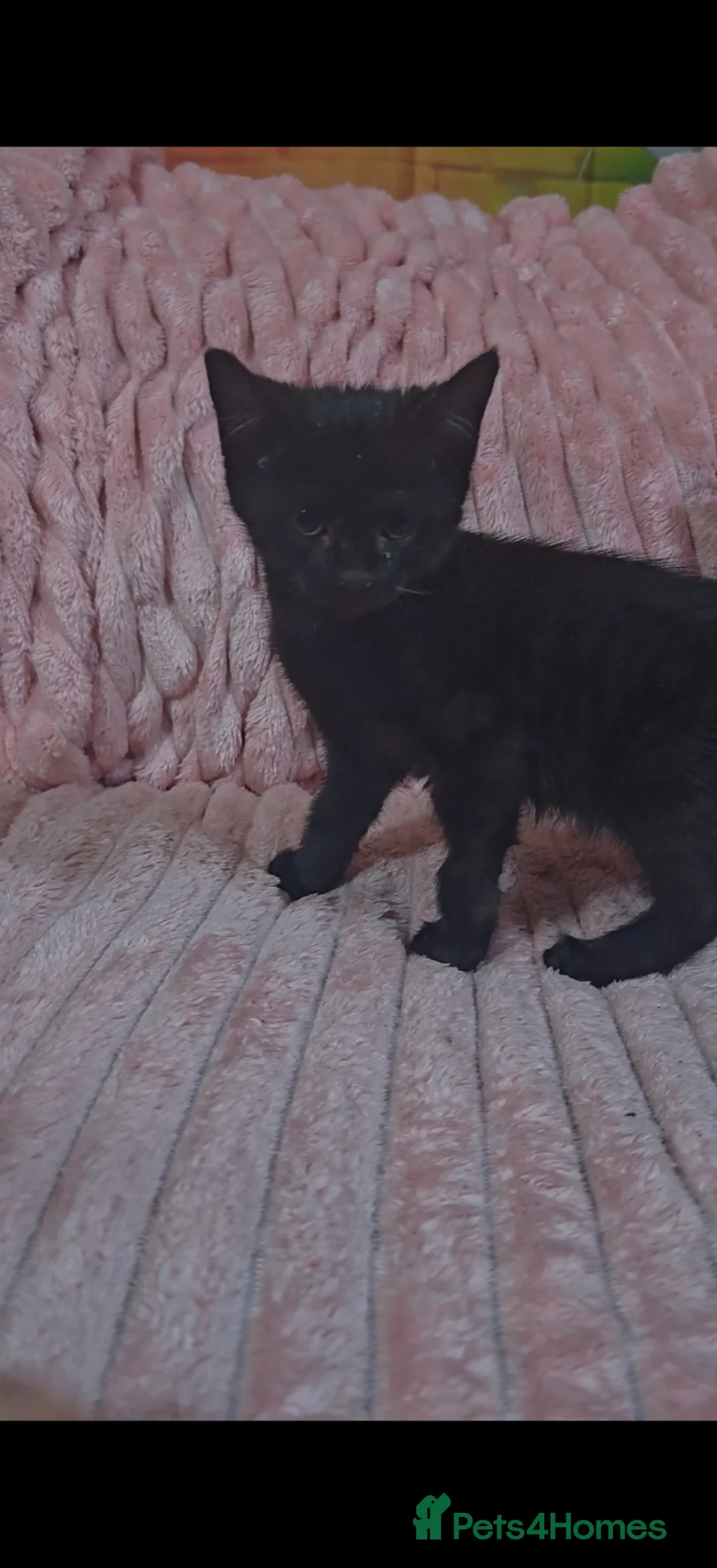 Mixed Breed cats for sale: Beautiful boy  - Advert 1