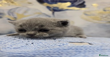 British Shorthair cats Champion Pedigree British Shorthair Kittens - Advert 1