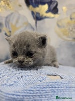 British Shorthair cats Champion Pedigree British Shorthair Kittens - Advert 5