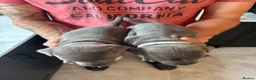 Staffordshire Bull Terrier dogs for sale: Beautiful Blue Staffordshire Bull Terriers🤍 in Llanybydder - Advert 31