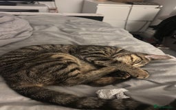 American Shorthair cats for sale: Beautiful Female Kitten/Cat - Advert 5