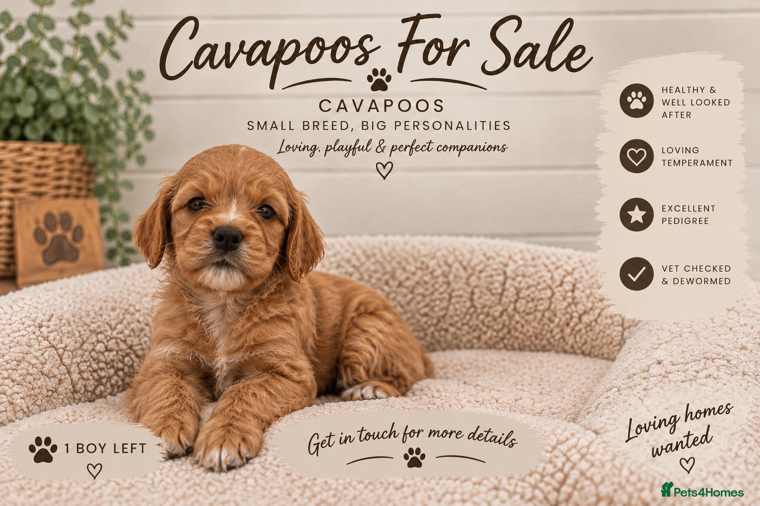 Cavapoo dogs for sale: F1 CAVAPOO PUPPIES 5 STAR LICENSED BREEDER.  - Advert 6