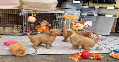 Mini Goldendoodle dogs Miniature F1 Goldendoodle puppies available - Advert 14