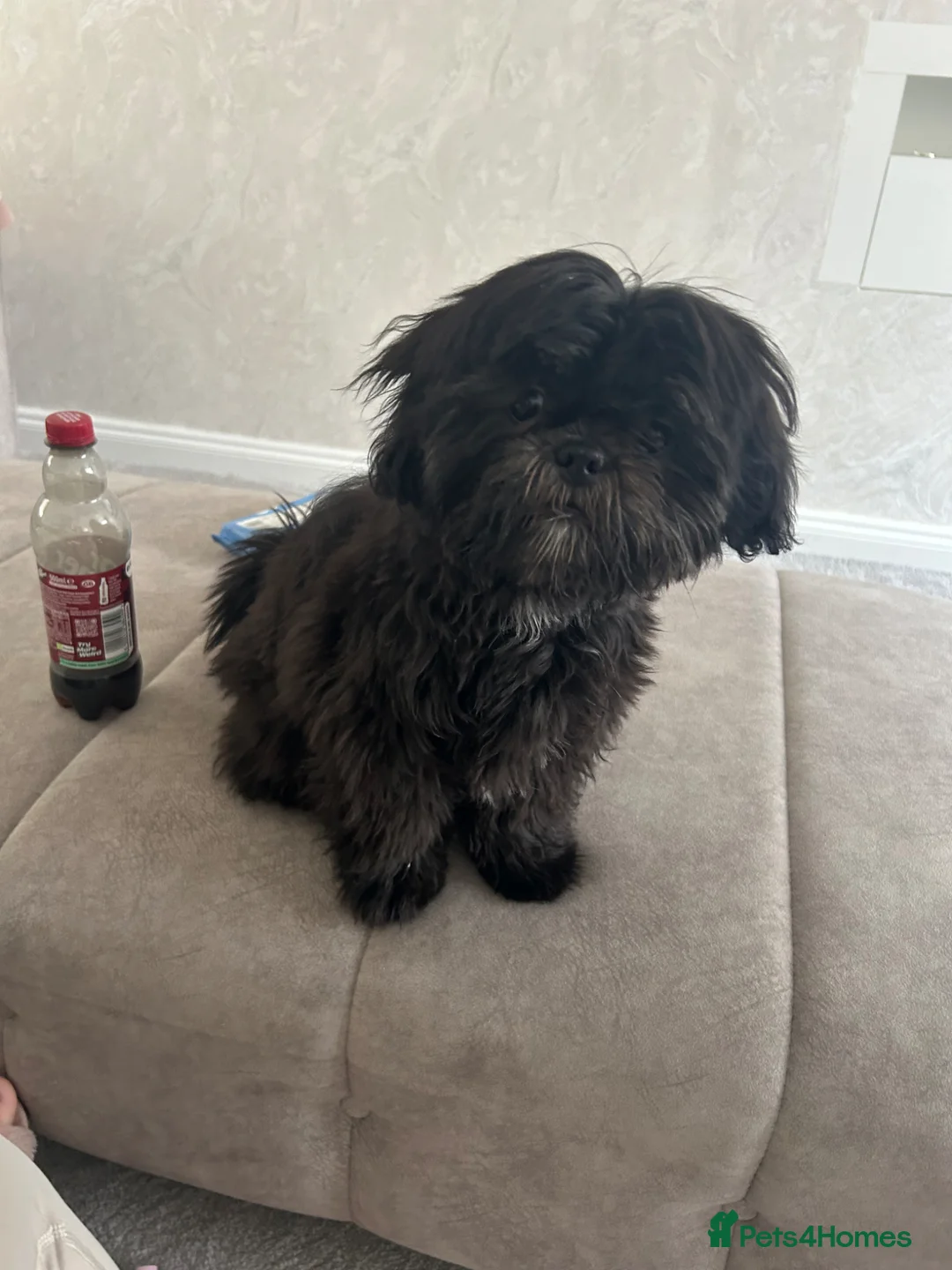 Shih Tzu dogs for sale: Imperial Shih Tzu  in Middlesbrough - Advert 2