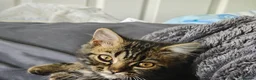 Mixed Breed cats for sale: Three 14 week old kittens - Advert 5