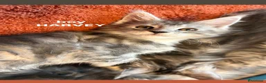 Maine Coon 1