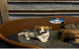 Mixed Breed dogs for sale: Jack Russell x Yorkies - Image 8