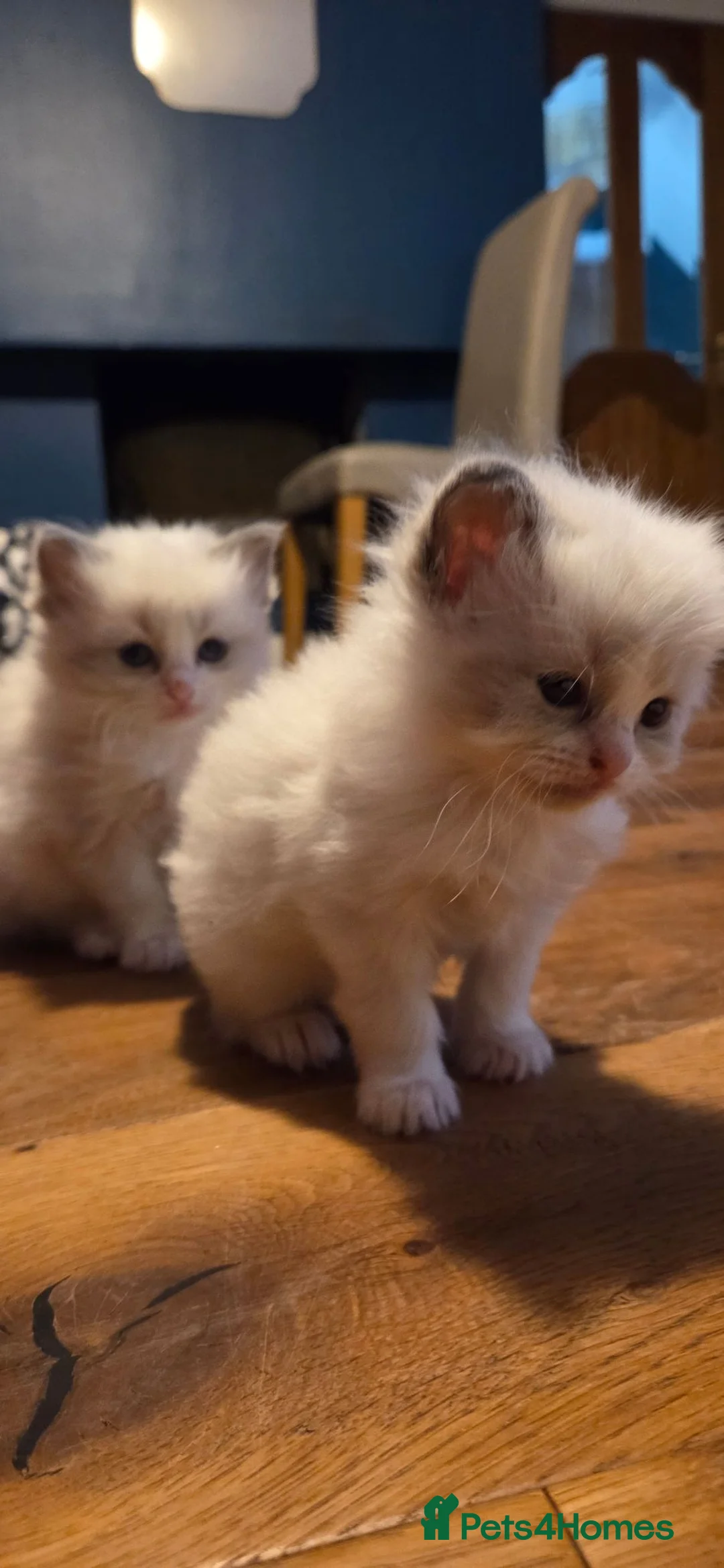 Ragdoll cats for sale: Beautiful Playful Ragdoll Kittens  - Advert 2