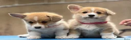 Welsh Corgi Pembroke dogs for sale: Champion Sired Corgi Pembroke puppies available  - Advert 14