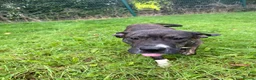 Presa Canario dogs for sale: Presa canario - Advert 5