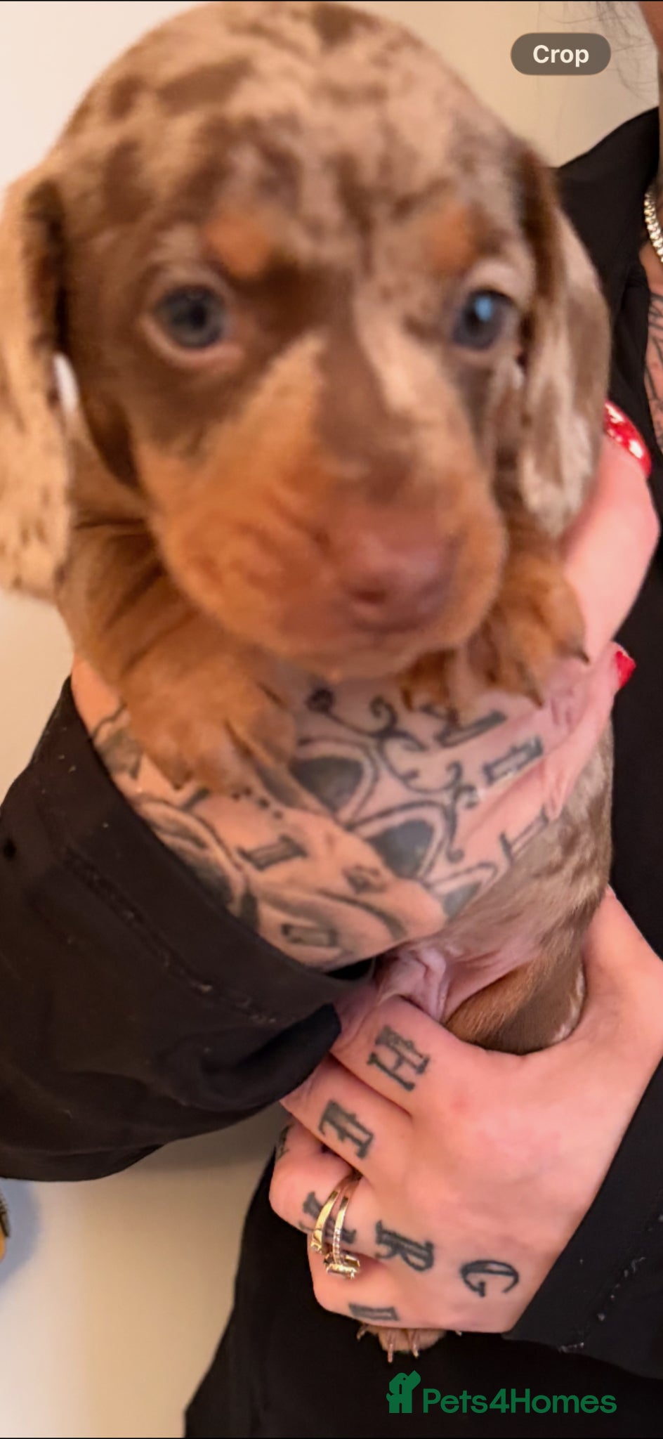 Miniature Dachshund dogs for sale: Mini dachshund puppies  - Advert 1