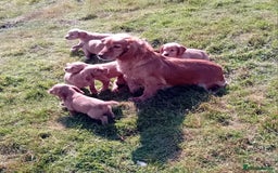 Cocker Spaniel dogs for sale: Cocker Spaniel Puppies  - Image 2
