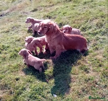 Cocker Spaniel dogs - Advert 7