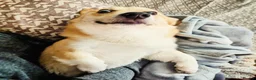 Welsh Corgi Pembroke dogs for sale: Corgi Pembroke 4 year old  - Advert 5