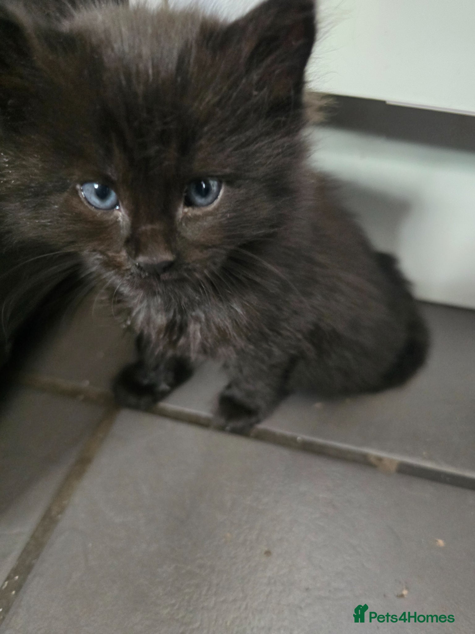 Maine Coon cats Maine coon black fluffy kittens - Advert 3