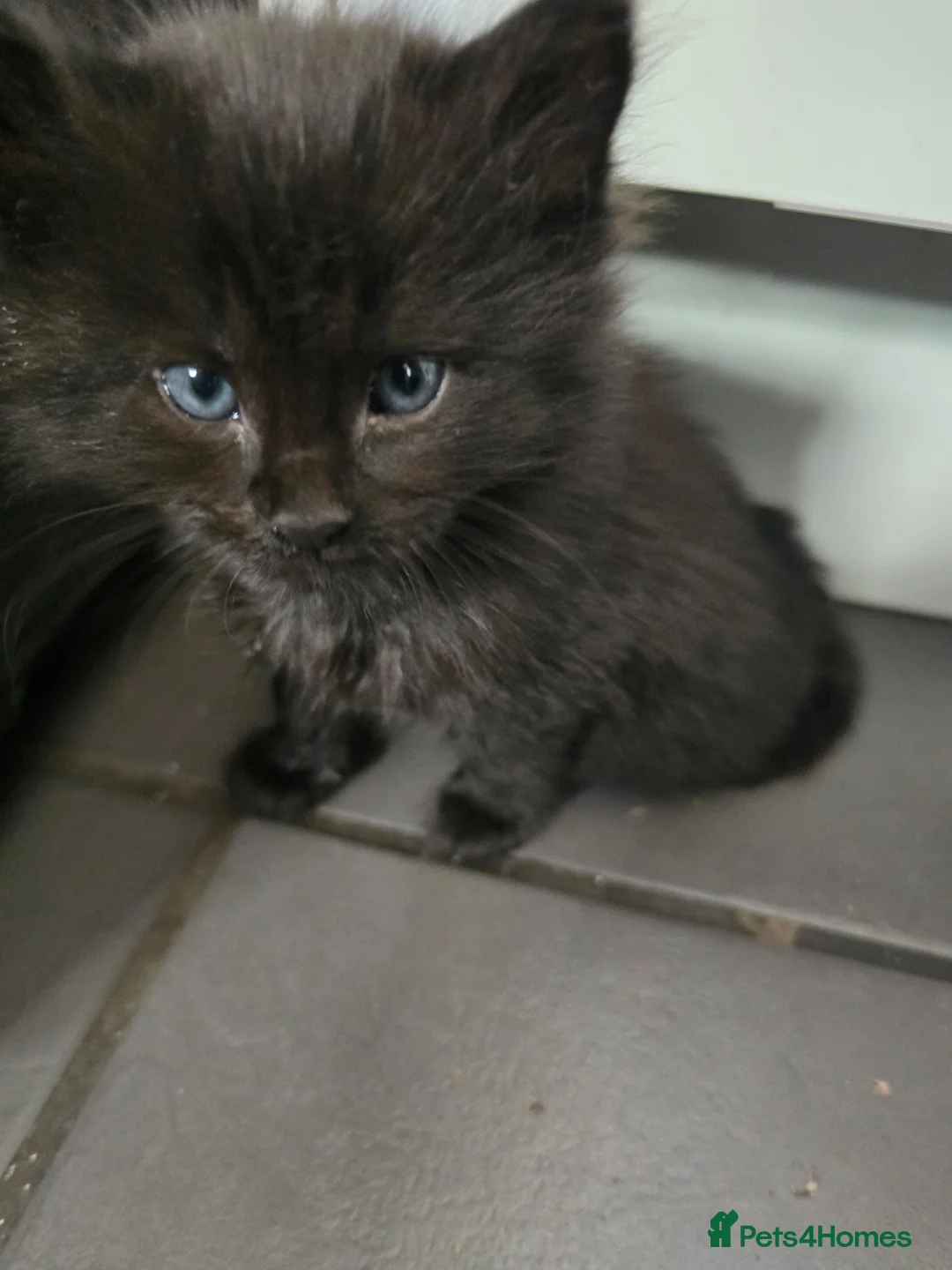 Maine Coon cats for sale: Maine coon black fluffy kittens - Advert 1