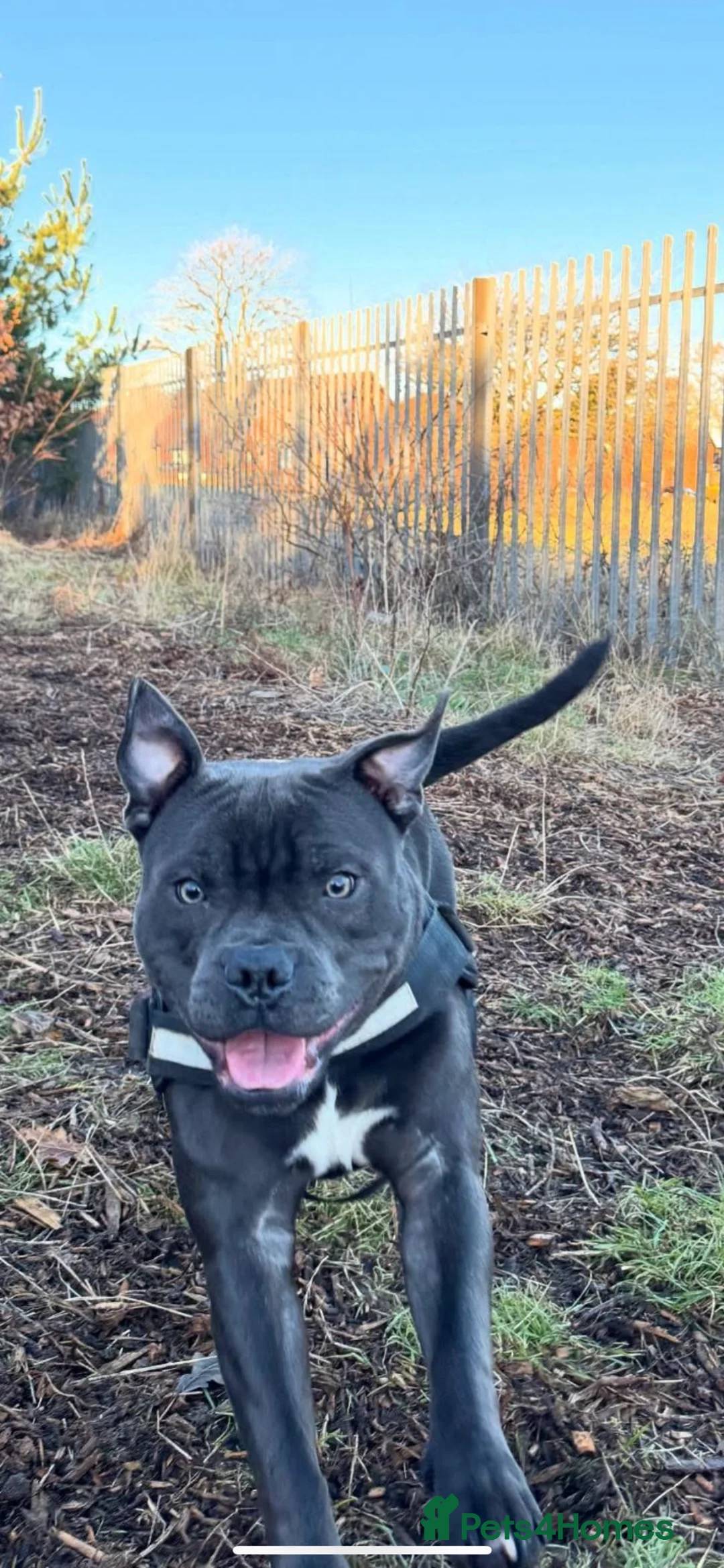 Staffordshire Bull Terrier dogs for stud: looking to stud in Dundee - Advert 2