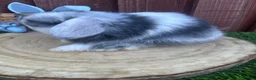Mini Lop rabbits for sale: Beautiful purebred mini lops ready to reserve  - Advert 29