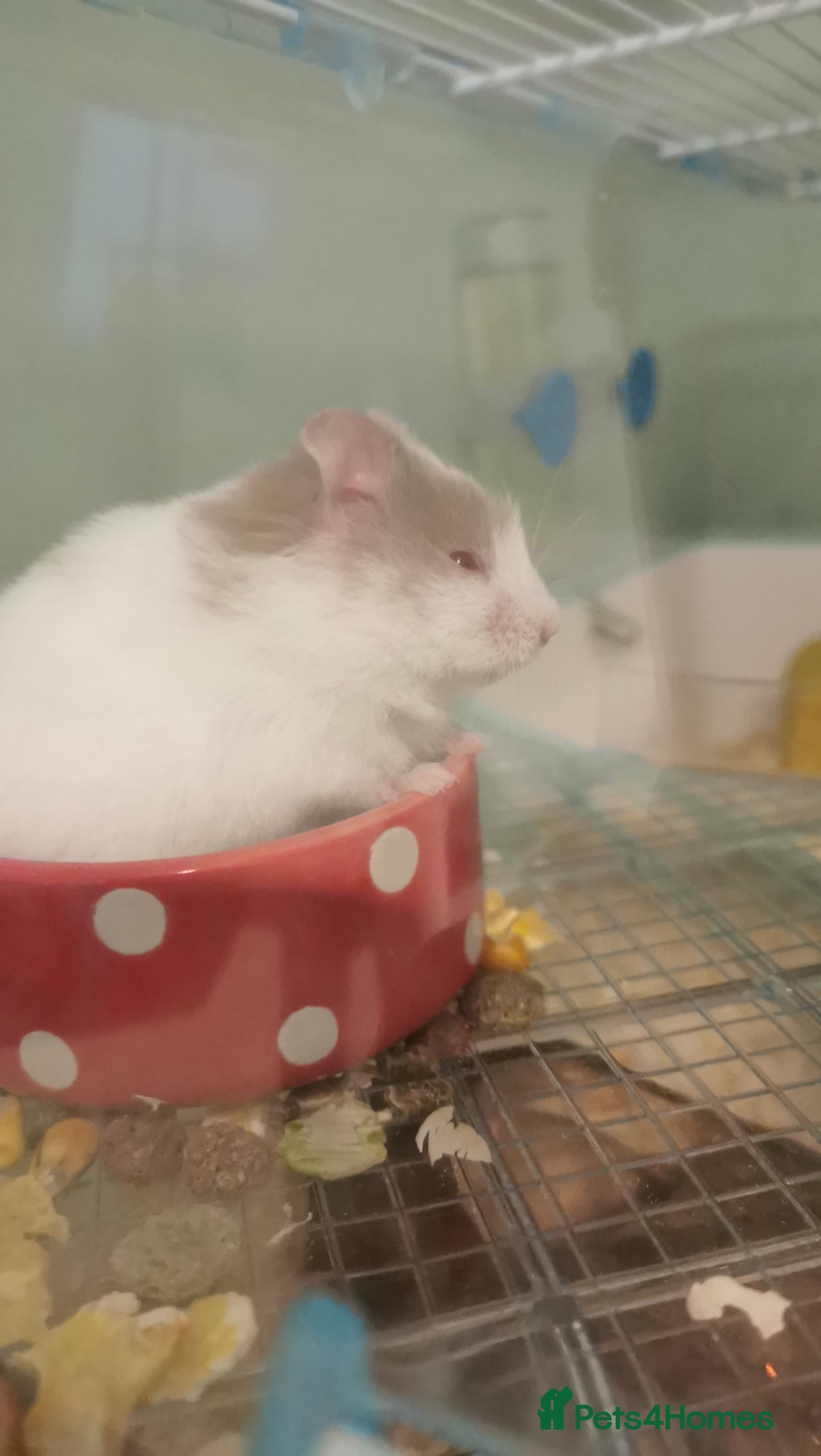 Hamster rodents Baby hamster and cage  - Advert 5