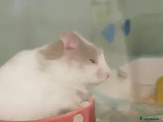 Hamster rodents Baby hamster and cage - Advert 5