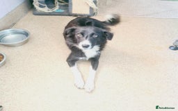 Mixed Breed dogs for adoption: 🐾🩷CANDY, a marvellous girl for a Loving Home🐾🏡 - Image 4