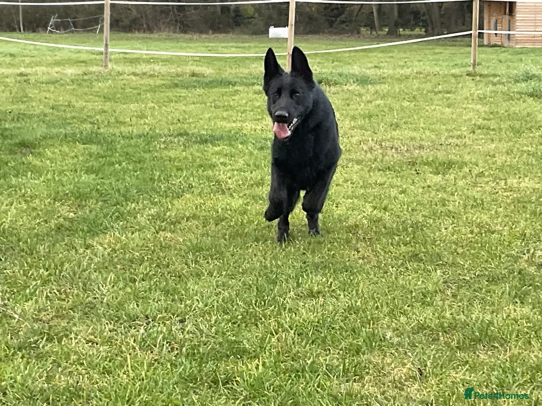German Shepherd dogs for sale: Outstanding All Black Male  - Advert 9