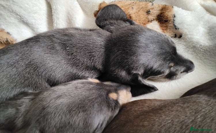 Dachshund dogs - Advert 13